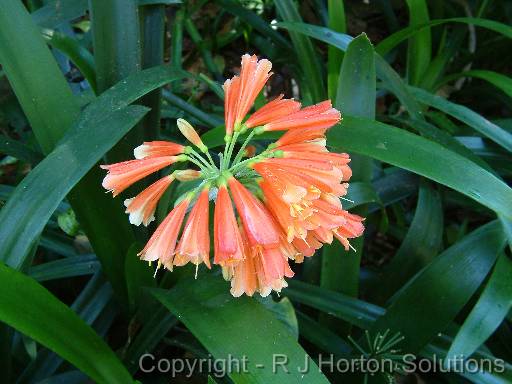 Clivia nobilis 